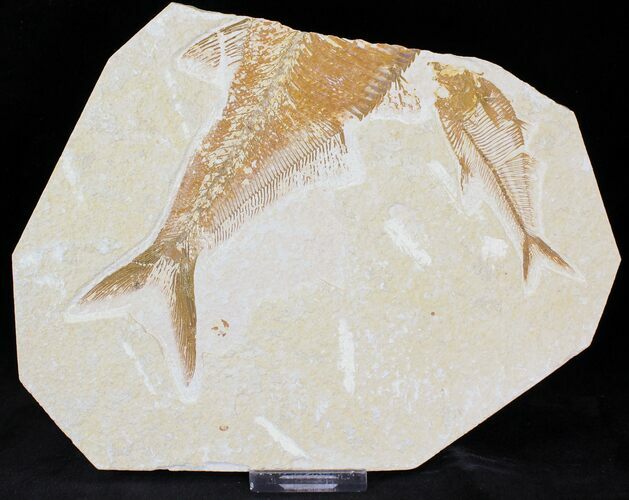 Bargain Multiple Diplomystus Fossil Fish Plate - x #21447